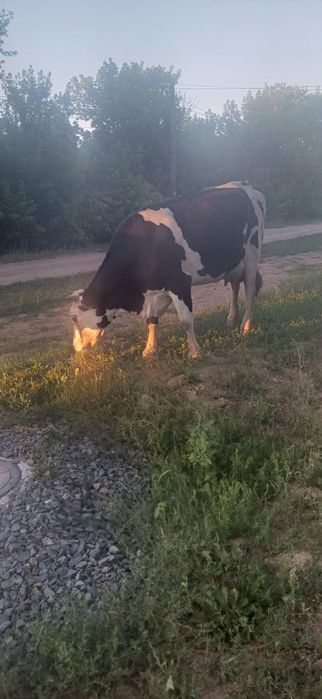 Продам коров молочной породы