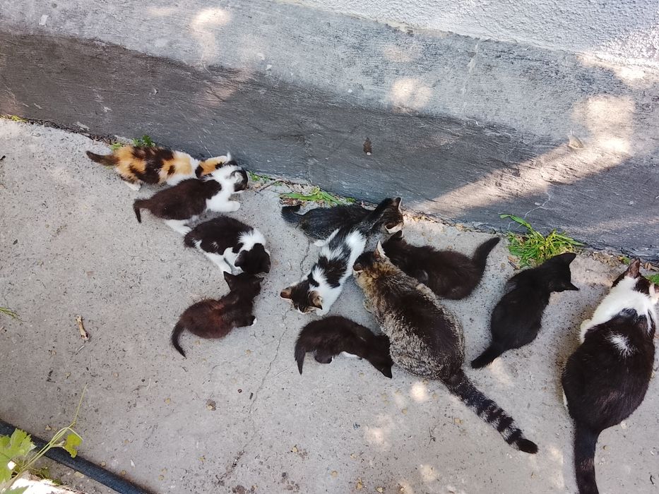 Котята мальчики и девочки отдаем в добрые руки