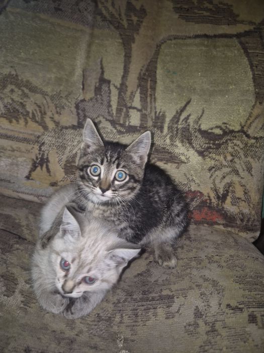 Котята!Восточный 1 дачи
