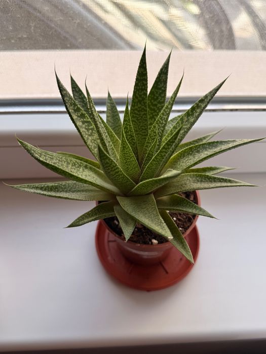 Стайни цветя- Африканска теменужка, Мамилария, Алое