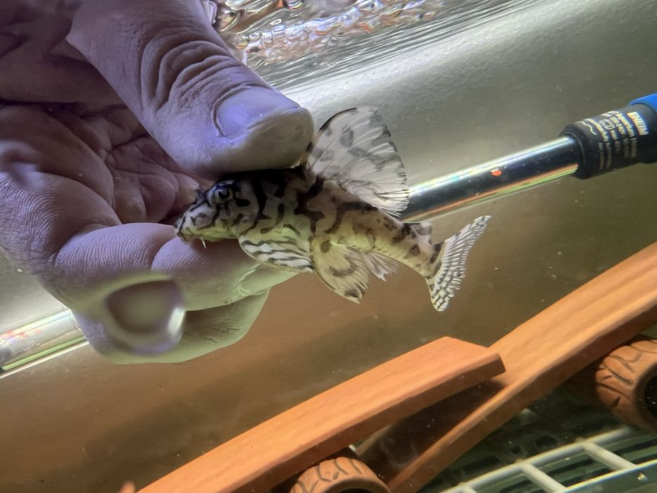 L333 gold,L333 albino,L401 ,L236 SW и SY