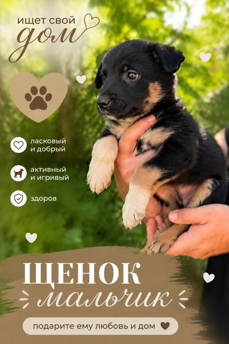 Очень нужен дом щенкам