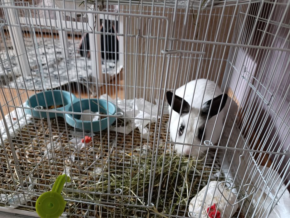 Кролик взрослый мальчик !