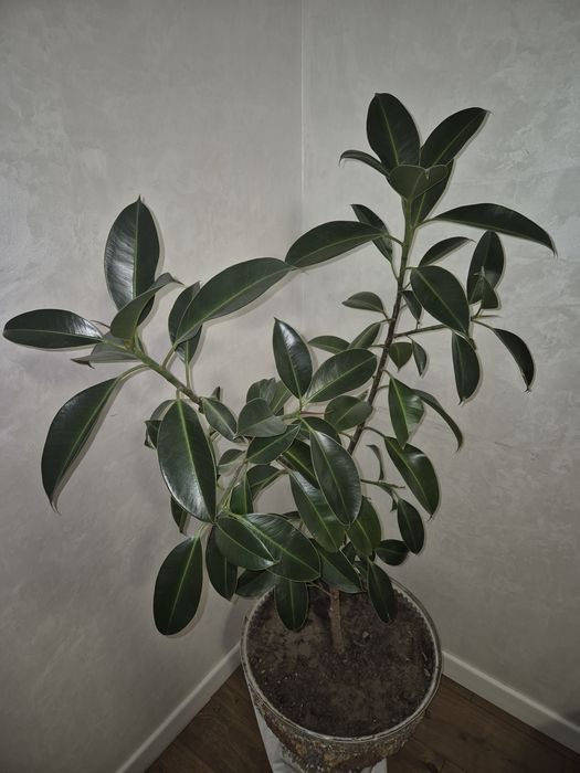 Фикус многолетний высота 1.5м