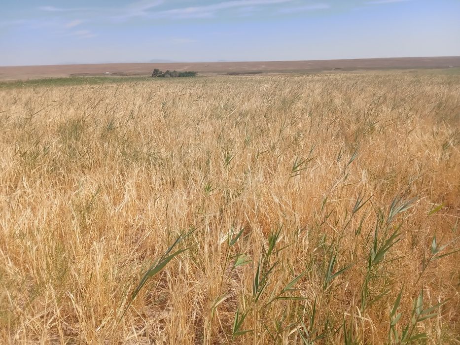 Жер жалга бериледи