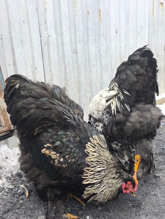 Продам Петухов Брама