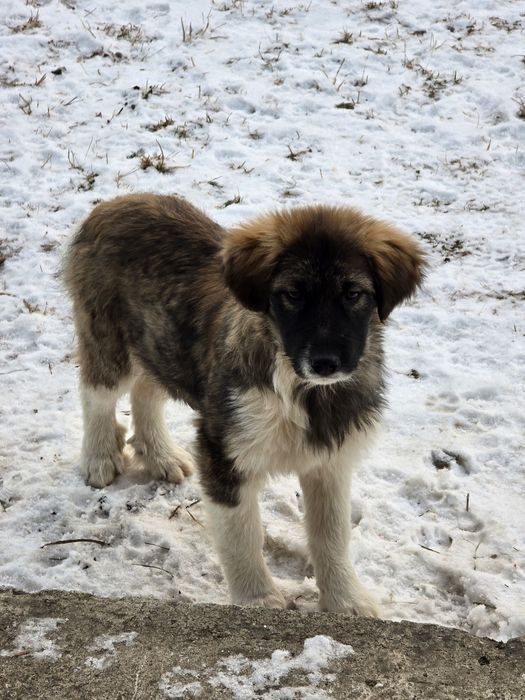 NOU Căței pentru adopție –nascuti la munte, caută familie