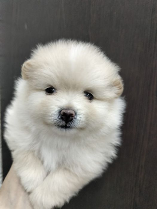 Померанский шпиц