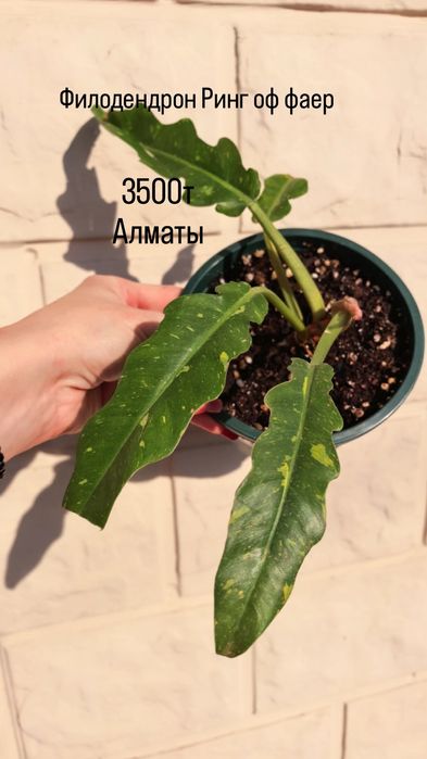 Комнатные растения