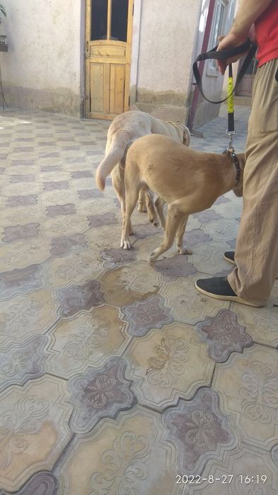 Клубный кобель лабрадора