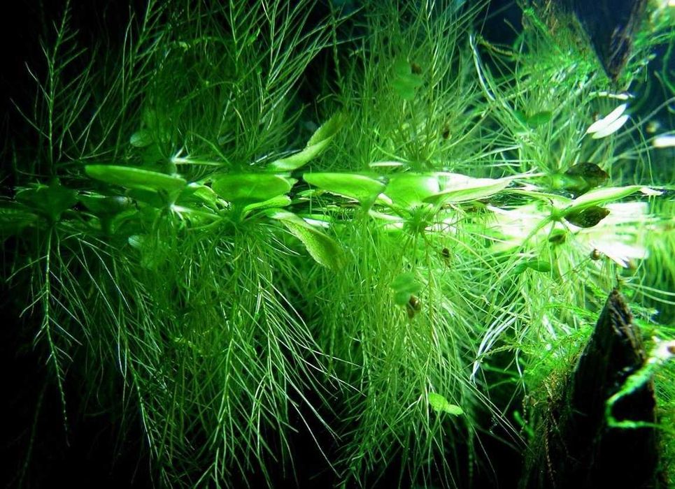 аквариумные растения