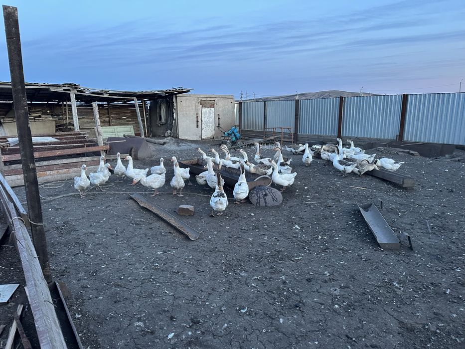 Гуси маточное поголовье