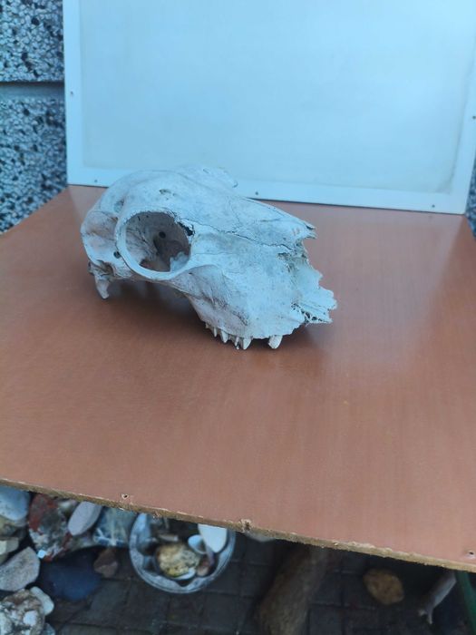 Череп, черепи за декорация