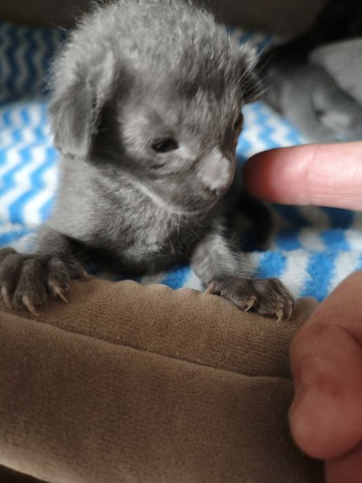 Ориентальные котята экстрим