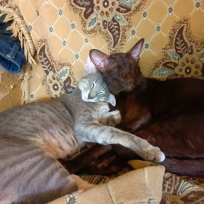 Ориентальные котята