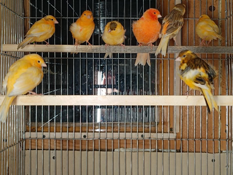 Canari de cântec