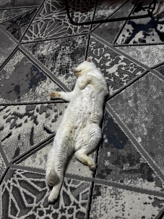 Вязка кот нужна девочка