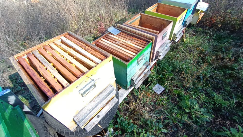 Vând lazi albine 10rame