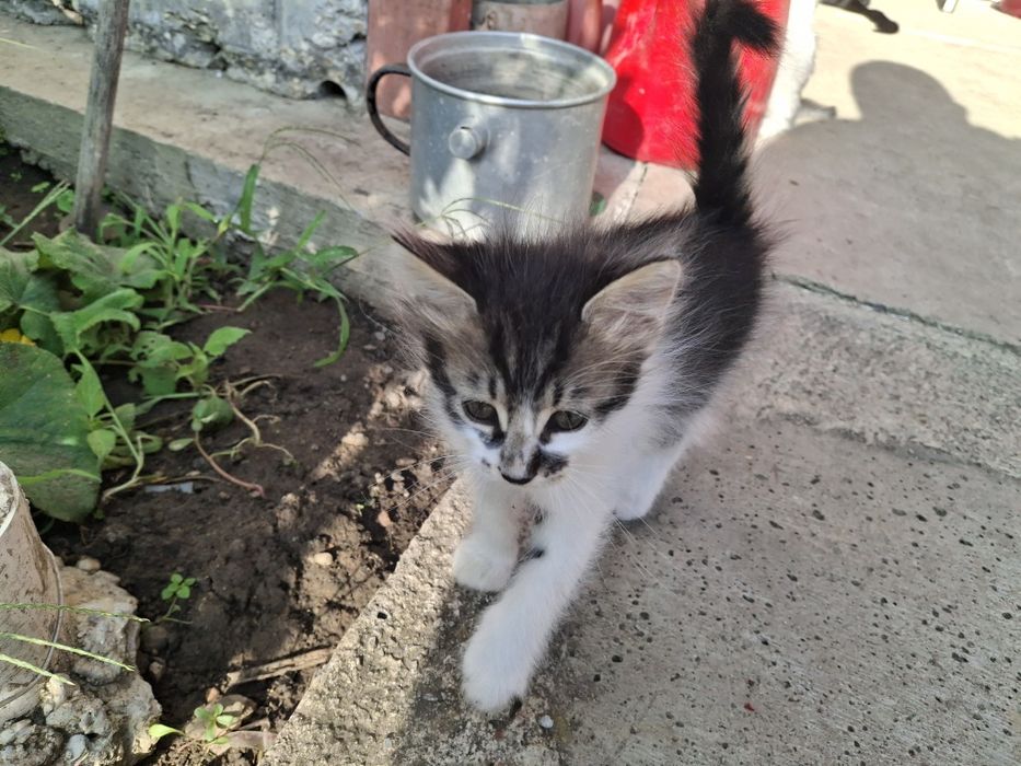 Подарява малки котета на два месеца. Перник  кв Тева.