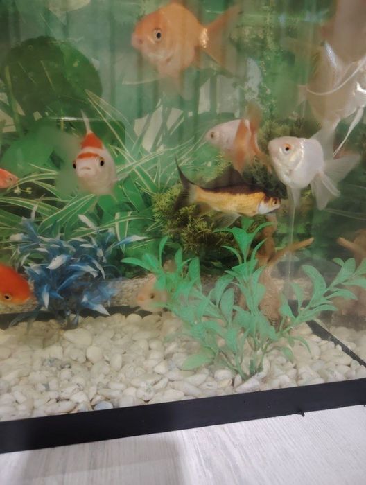 Akvarium va baliqlar sotiladi
httpАквариум