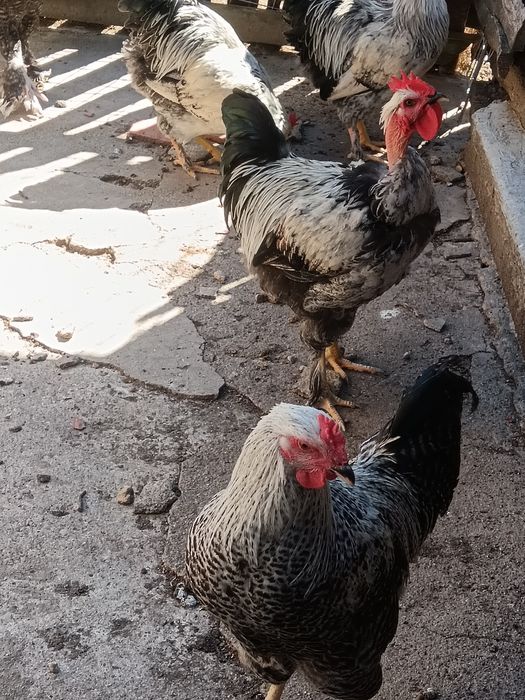 Cocoșei de vanzare