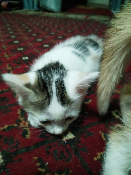 Мушучалар сотилади