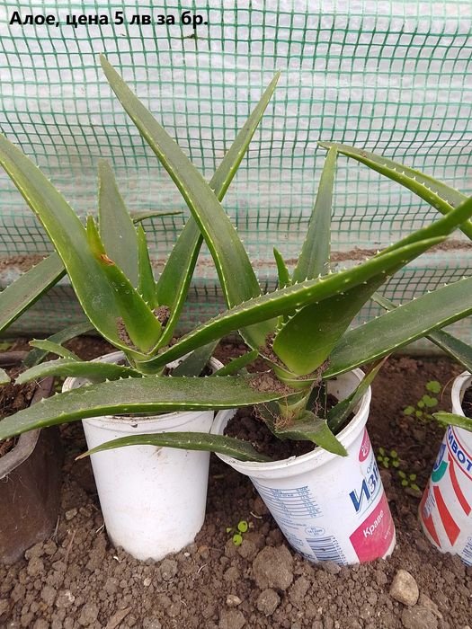 Продавам стайни растения различни видове