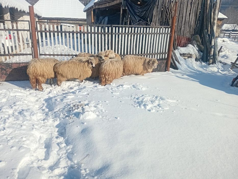 Oi  de vânzare Maramureș