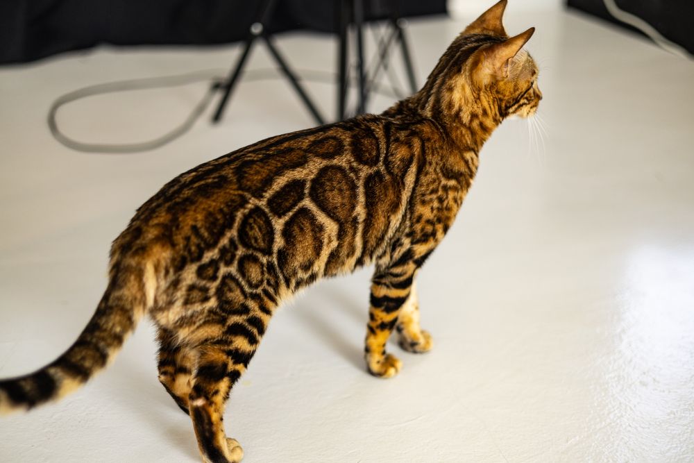 Кошка породы Бенгал