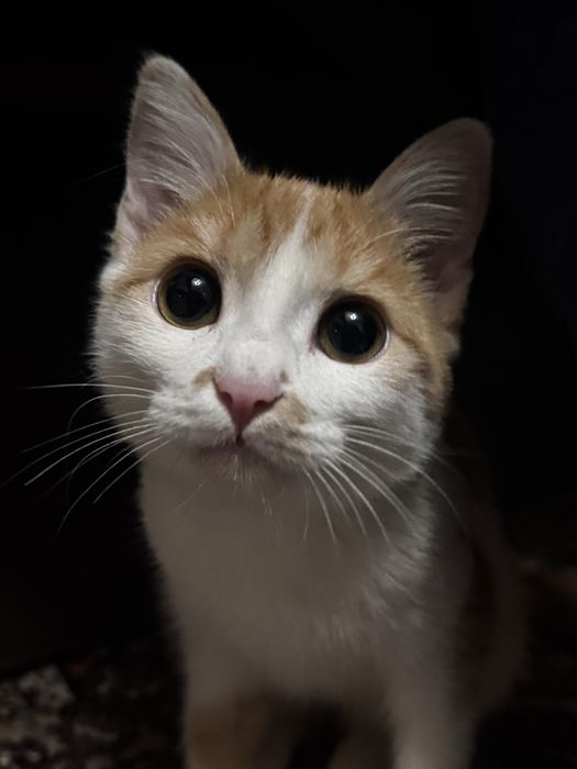 Uy mushugi Домашний котенок