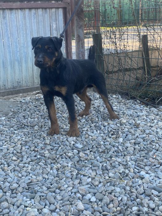 Jagd terrier jagdterrier