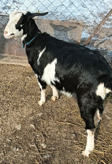 Продам козу козел в подарок.