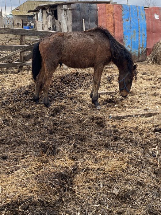 Продам крс или обмена на авто