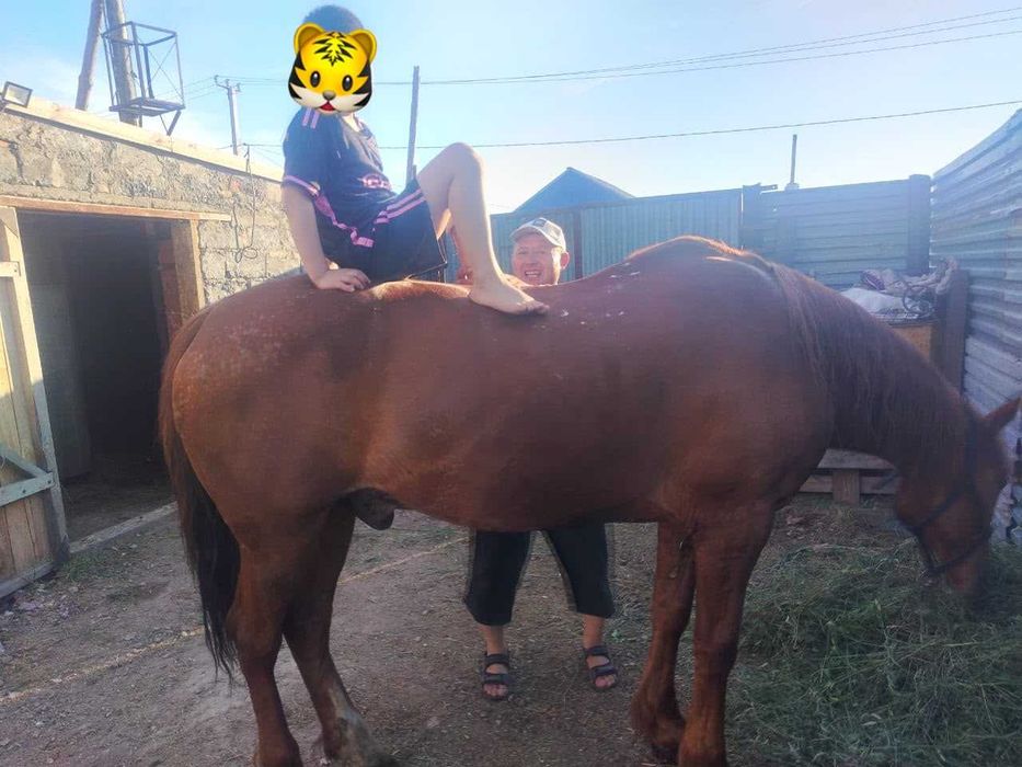 Продам лошадь (мерин)