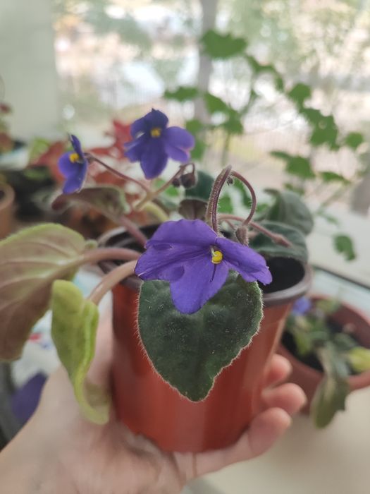 Комнатные цветы, пеларгонии