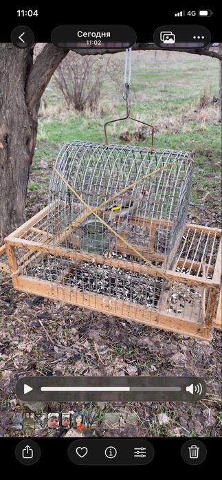 Щегол пепел самец огромный