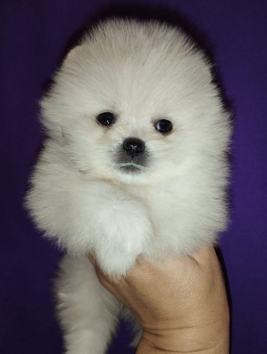 Продам щенков шпица,прекрасный подарок