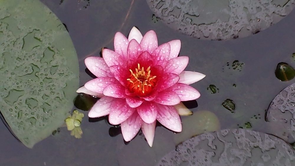 Vand crapi koi si plante de iaz