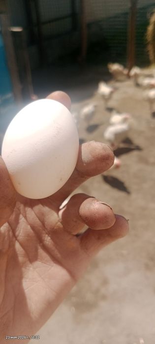 продам кур несушек