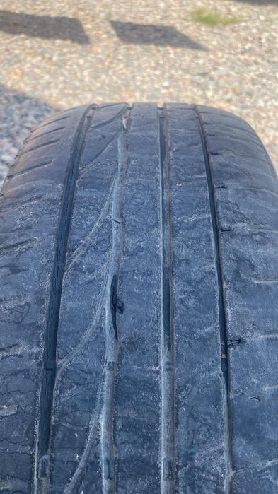 Жаздык донгелектер