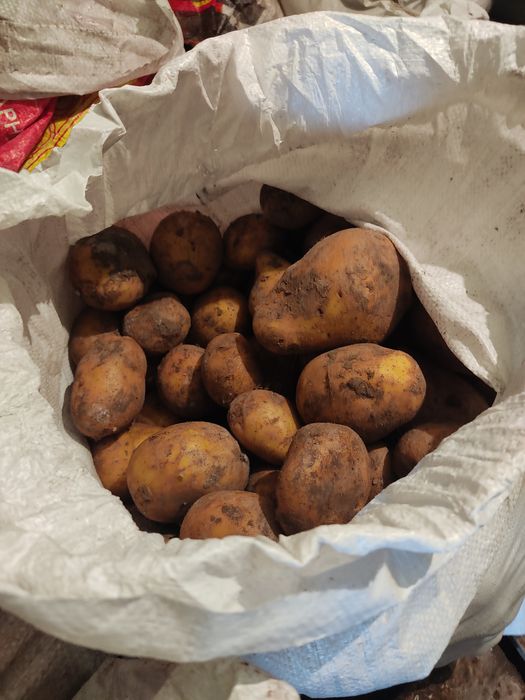 Продам картофель