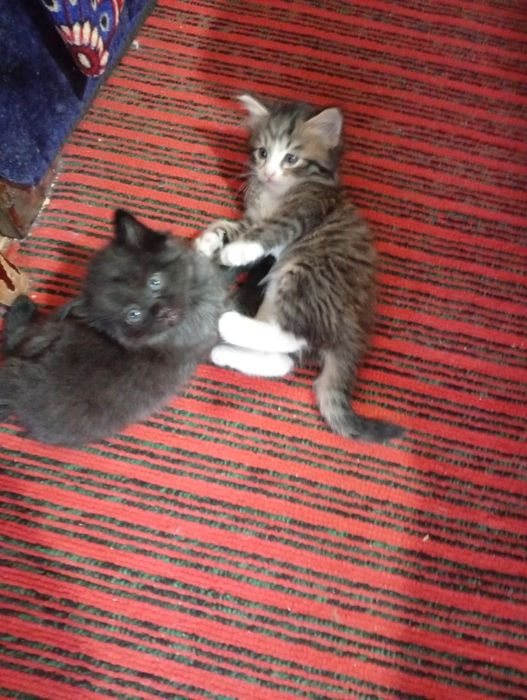 Котята даром отдам