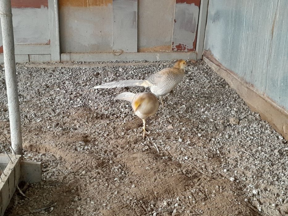 Продам самцов Лимонных Фазанов