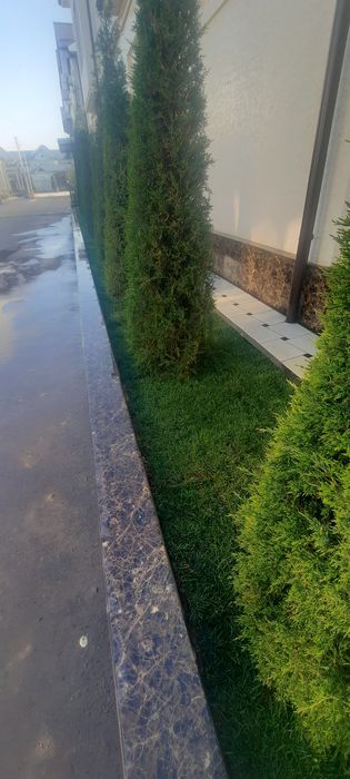 Дарахтларга шакал  Арча кесиб бериш хизматии