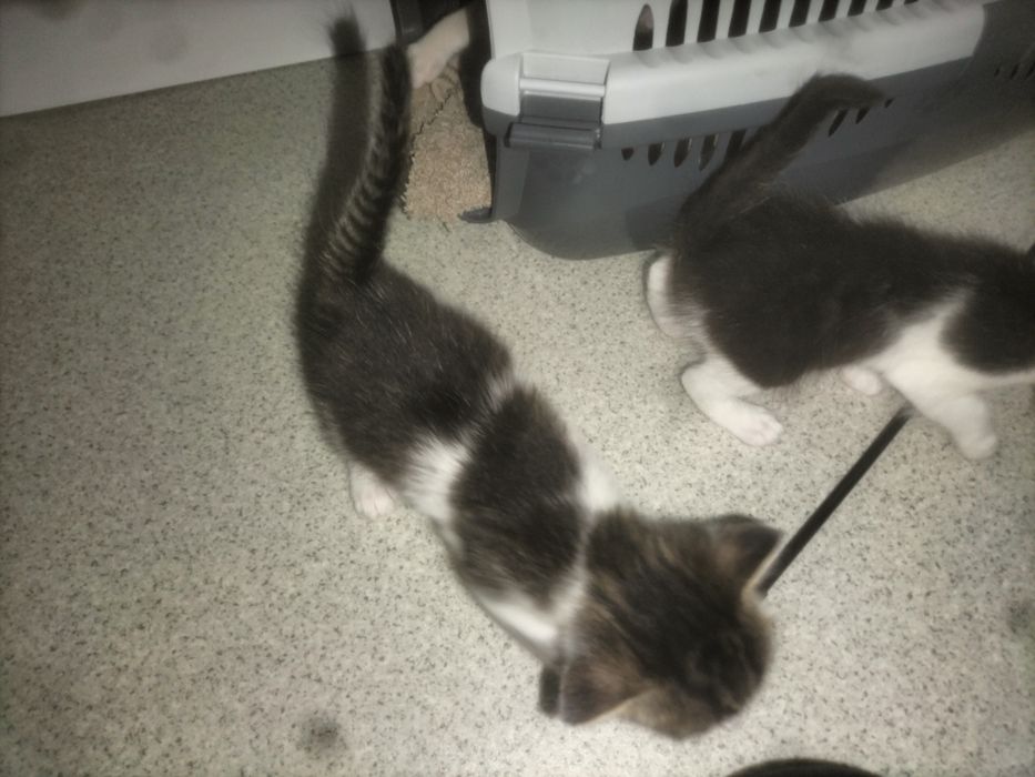 Котенок ищет хозяев