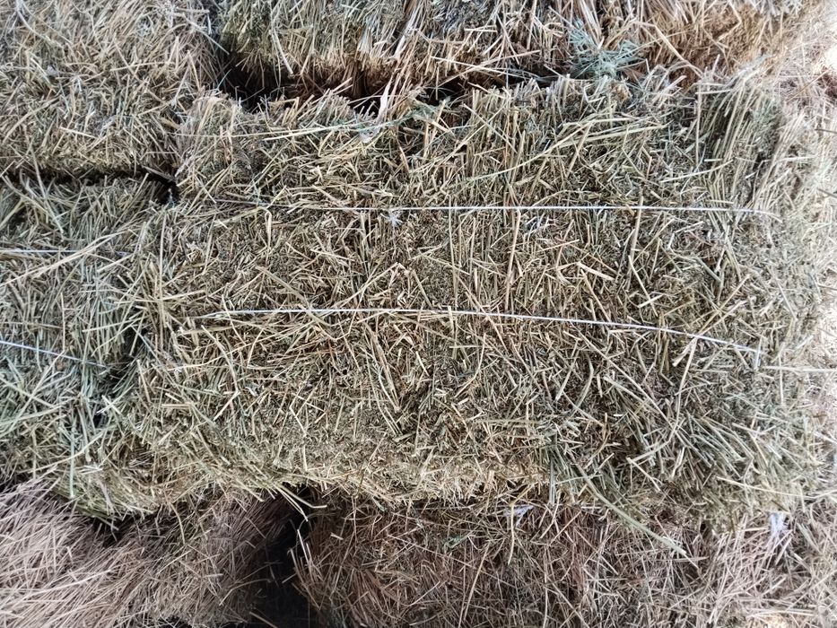 Продам тюки клевера.