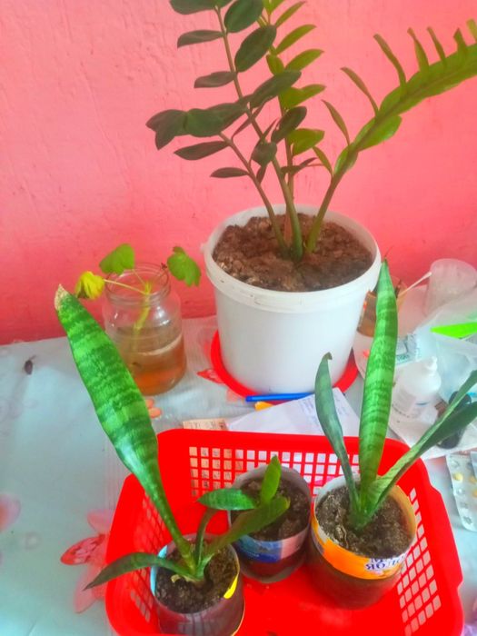 Продаю комнатные цветы