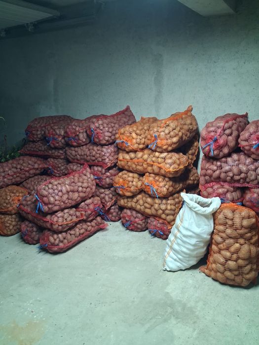 Cartofi de sămânță si mari de mancat