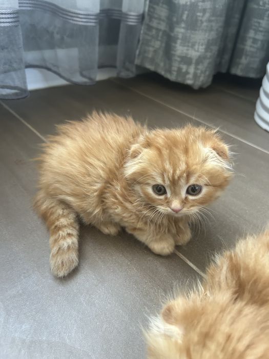 Котята вислоухие