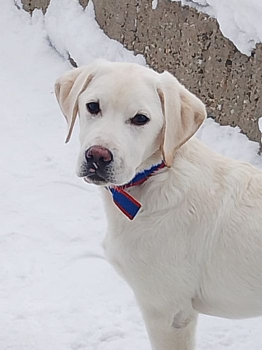 Наши Животные собаки